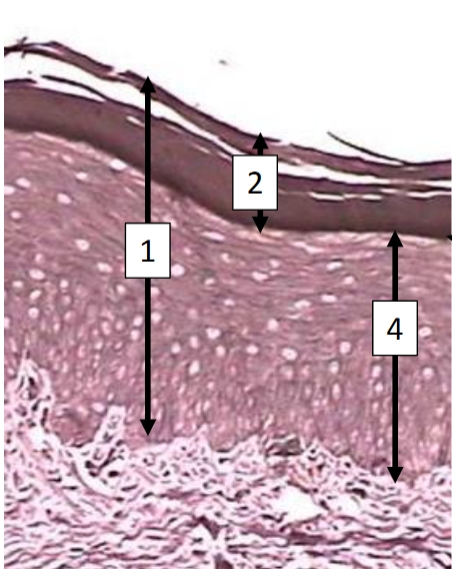 <p>Parts of the cell</p>
