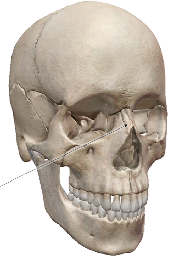 <p>name the bone</p>
