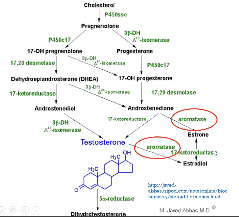 <ul><li><p>inhibits conversion of cholesterol to pregnenolone</p></li><li><p>inhibits extra adrenal synthesis of estrone and estradiol</p></li><li><p>inhibits <strong>aromatase enzyme</strong> and prevent the conversion of androstenedione to estrone, testosterone to estradiol (aromatization)</p></li><li><p><strong>overall: inhibit estrogen formation</strong></p></li></ul>