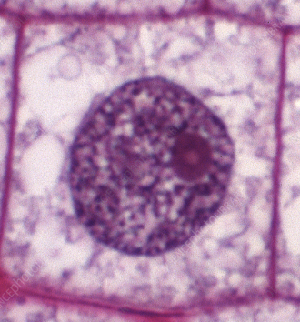 <p>The majority of a cell's life; when "normal" cell functions occur. Includes G1 (growth), S (replication) and G2 (prep for mitosis) stages.</p>