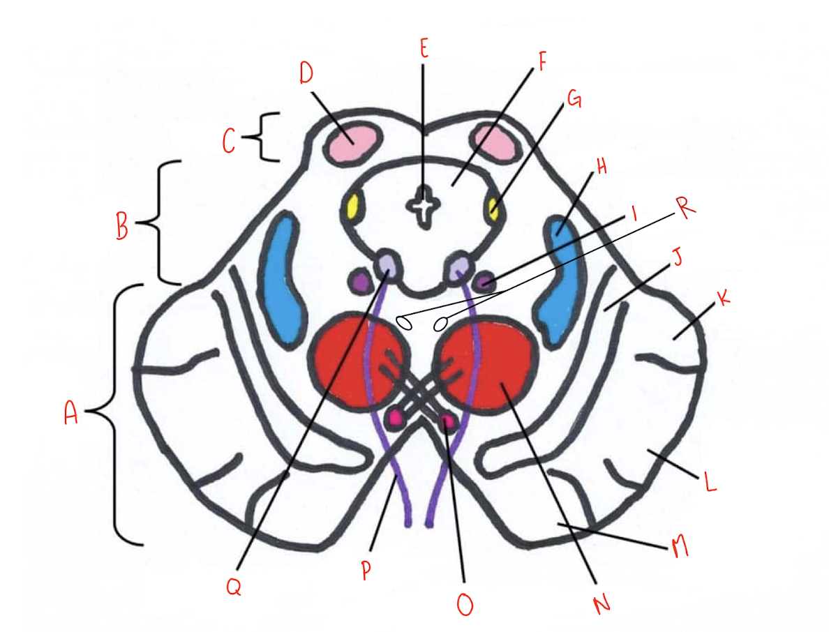 <p>What structure of the sliced superior colliculus section of the midbrain is labeled R?</p>