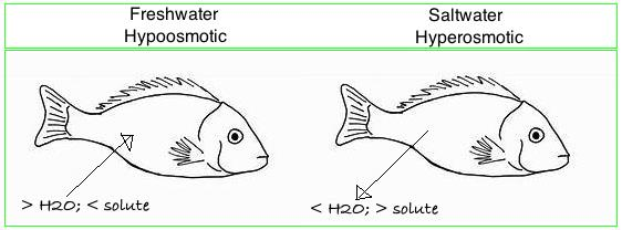 <p>salt concentration larger inside their body vs outside (hyperosmotic vs hypoosmotic)</p>