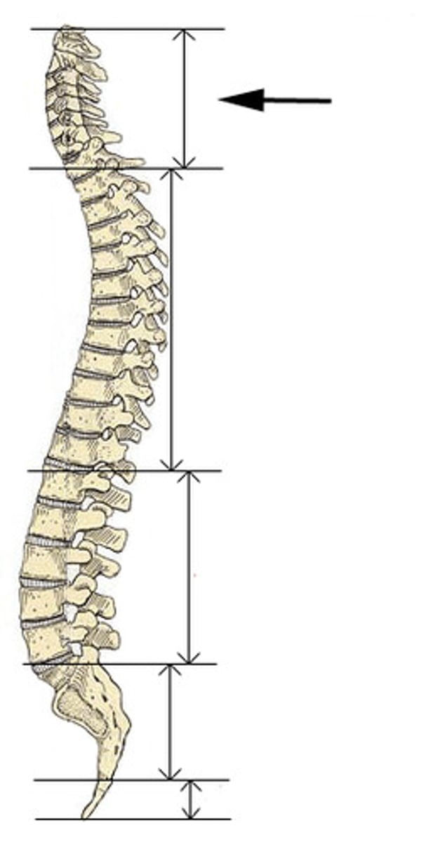 <p>The first curve of the back, consists of 7 vertebrae (c1-c7), supports the head</p>