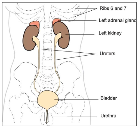 <ul><li><p>Kidneys (retroperitoneal)</p></li><li><p>Ureters</p></li><li><p>Bladder</p></li><li><p>Urethra</p></li></ul><p></p>