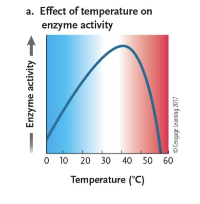 <p>↑ temperature = ↑ enzyme/substrate interactions = ↑ reaction rate</p><p class="p1"><span style="line-height: normal;">→</span> Too much heat = enzymes denature = lower reaction rate</p><p class="p1"><span style="line-height: normal;">→</span> Optimal temperature produces</p><p class="p1">fastest rate (refer to graph)</p>
