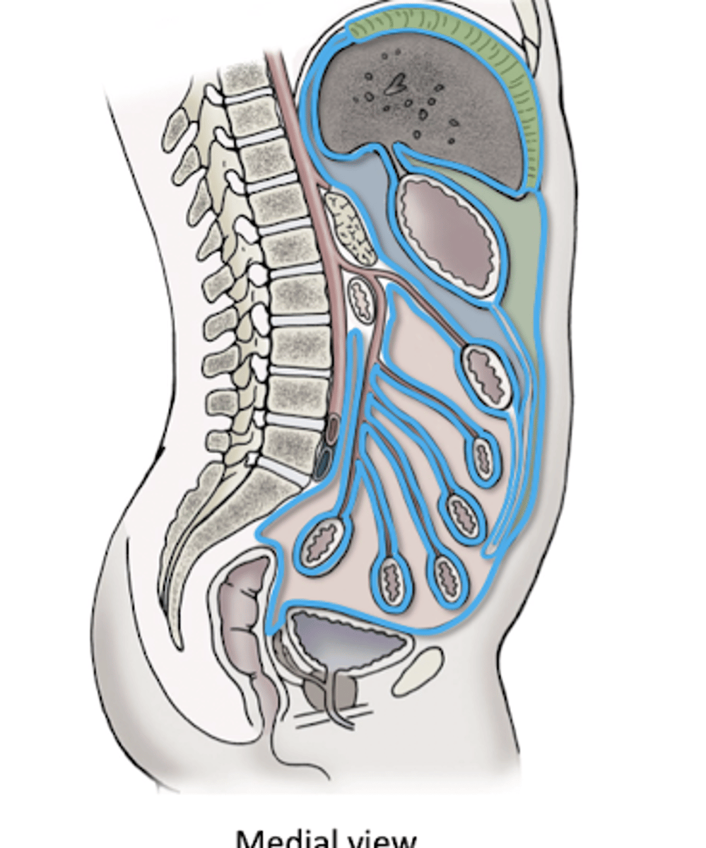 <p>Supports abdominal organs</p><p>-surrounds and adheres to surface</p><p>-tethers to posterior abdominal wall</p><p>Allows contraction of smooth muscle without gross movements</p><p>-prevents twisting and knots</p>