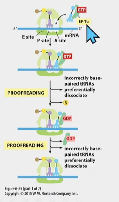 Elongation Factors

* EF-Tu in **prokaryotes** (**EF1 in eukaryotes**) checks aminoacyl tRNA
* Ef-G (prokaryotes) (EF2 in eukaryotes)