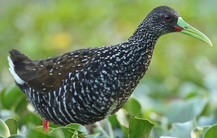 <p>What bird is this?</p>