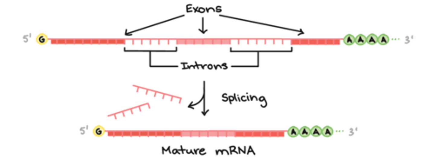 <p>In the DNA sequence (top sequence), exons are separated by introns</p>