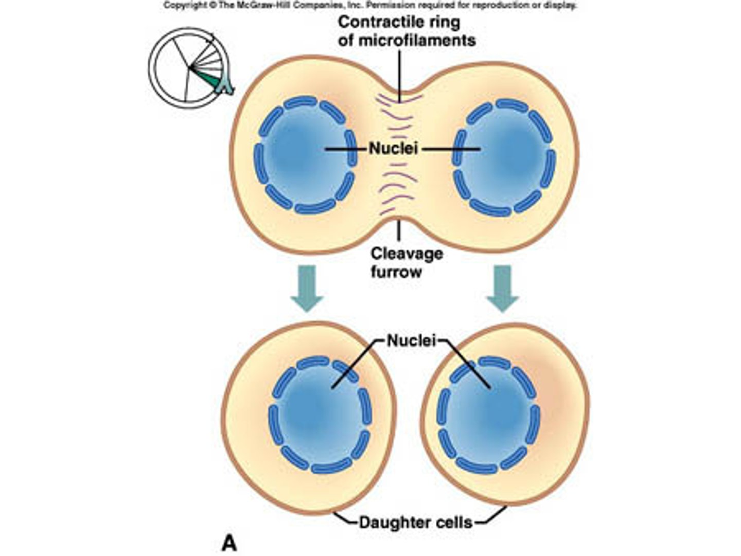 <p><strong>Microfilament structure </strong>that organizes as a ring at the site of divisions between each daughter cells</p><p>Actin filaments then contract and the ring becomes smaller pinching off the connection between daughter cells</p>