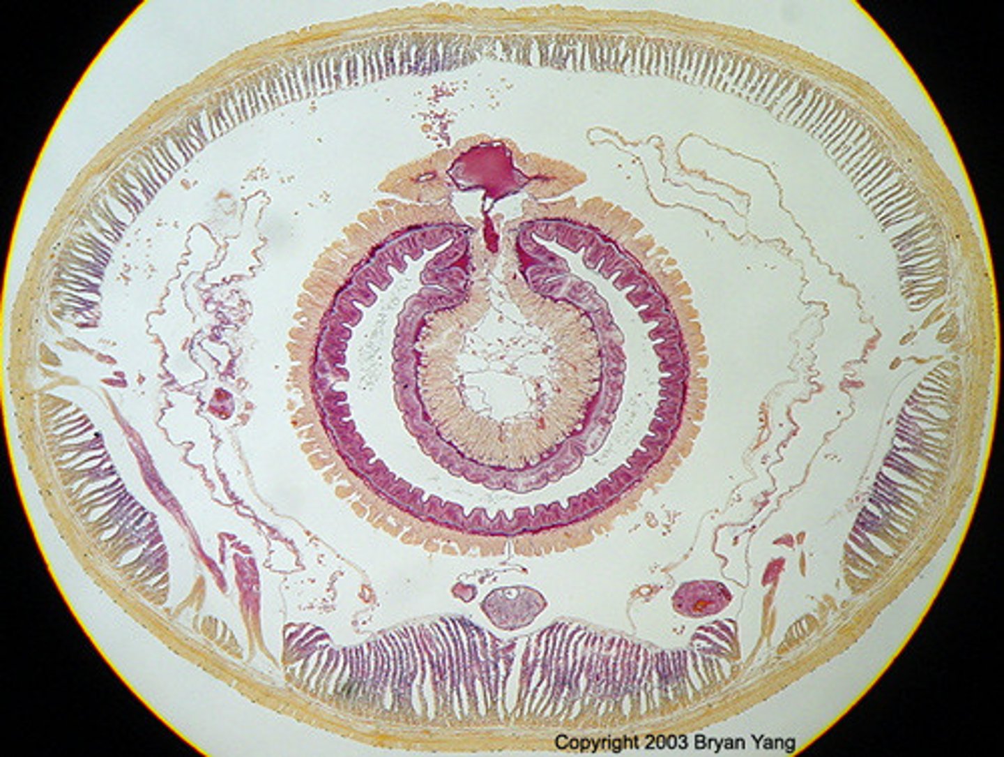 <p>Identify the organism phyla and class below</p>