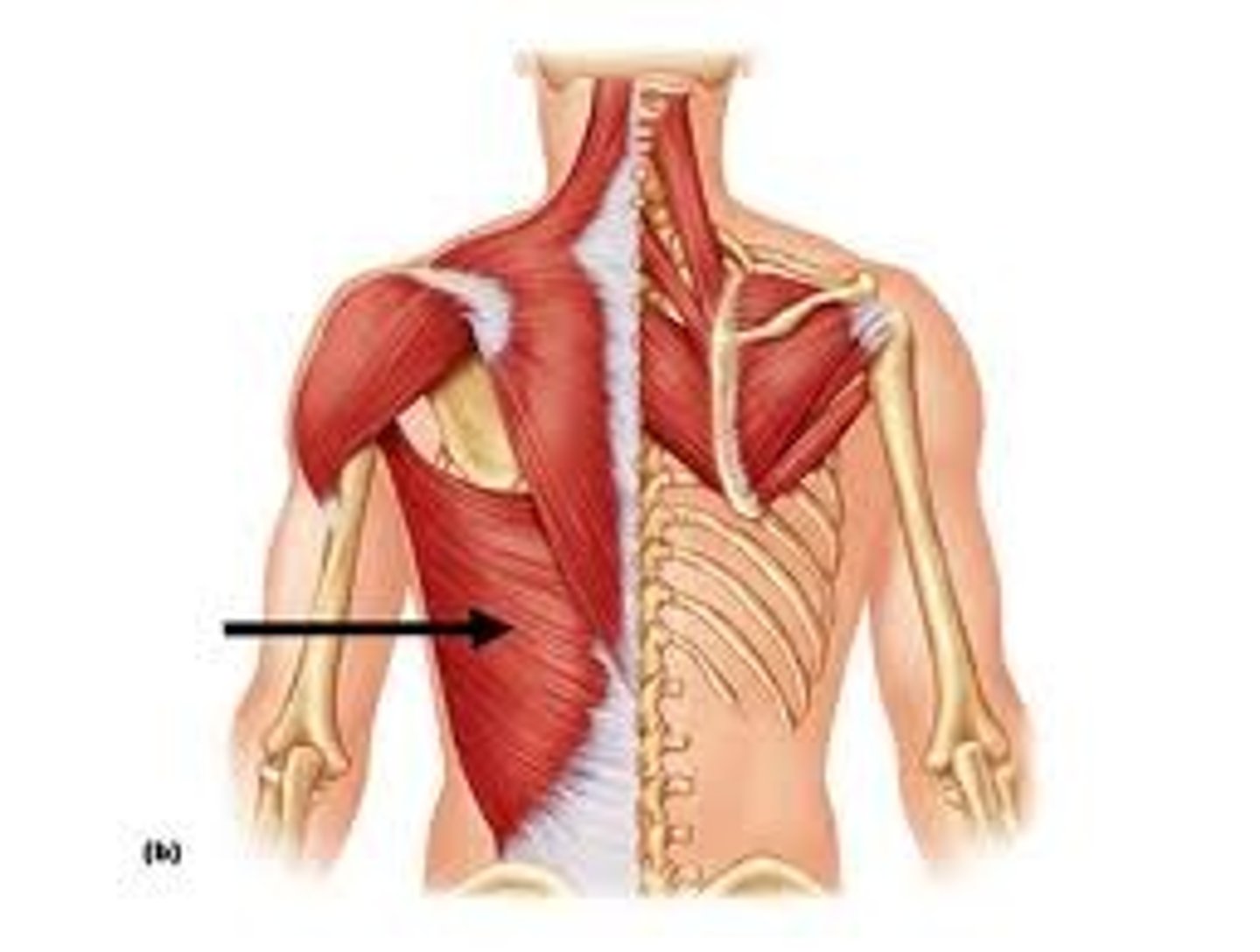 <p>- originate sp of inferior thoracic, lumbar vertebrae, ribs 8-12, thoracolumbar fascia</p><p>- insert floor of intertubercule surface of humerus</p><p>- extend, abduct, medial/internal rotation</p>