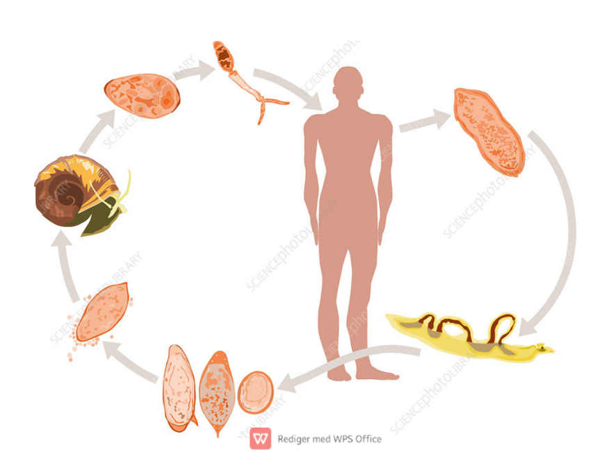 <p>life cycle of?</p>