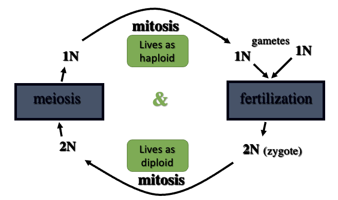 <ul><li><p>mitosis in two positions in life cycle forms 2 distinct multicellular generations; meiosis forms spores</p></li></ul>