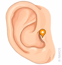 <p>what part of the ear is this</p>