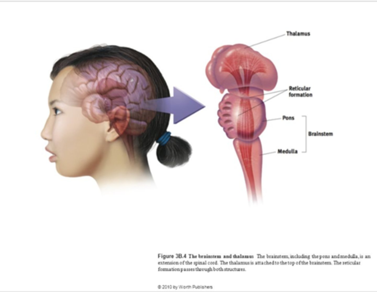 <p>THIS part of the brain is responsible for automatic survival functions</p><p>Sits right on top of the spinal cord at the lower base of the brain - Includes the medulla and the reticular activating system (within the brainstem)</p><p>In terms of evolution it's the oldest part of the brain</p>