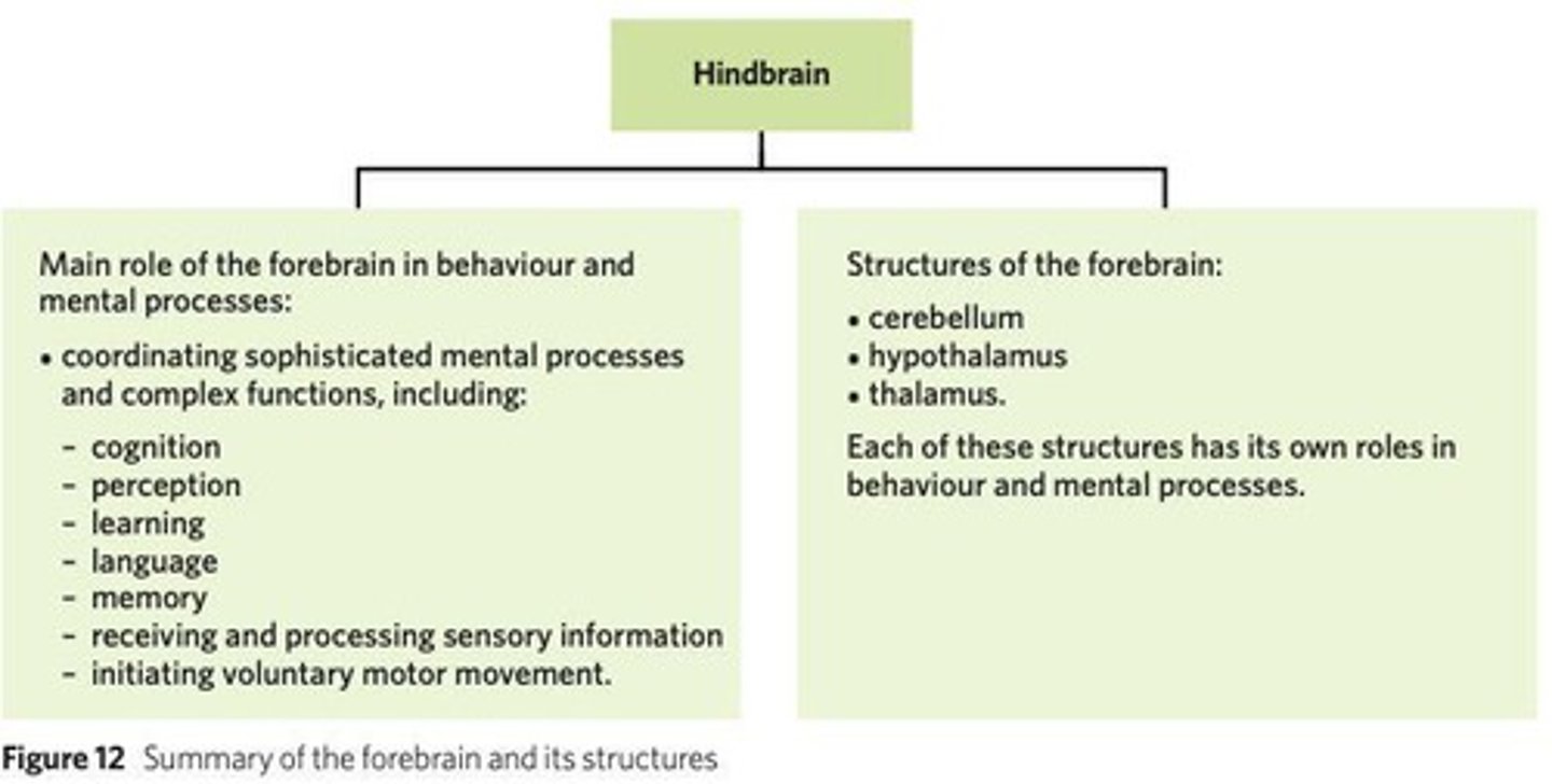 <p>Complex cognitions, perception, learning, language, and memory.</p>