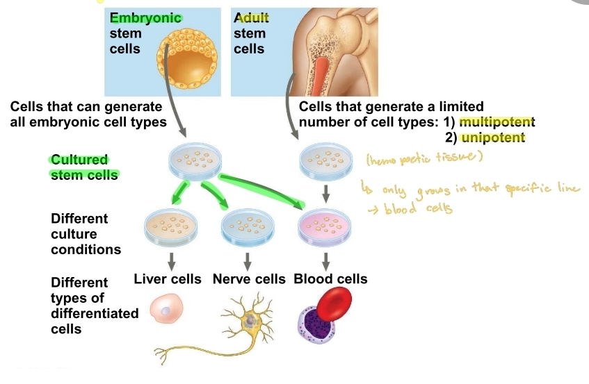 <p>blastula</p>