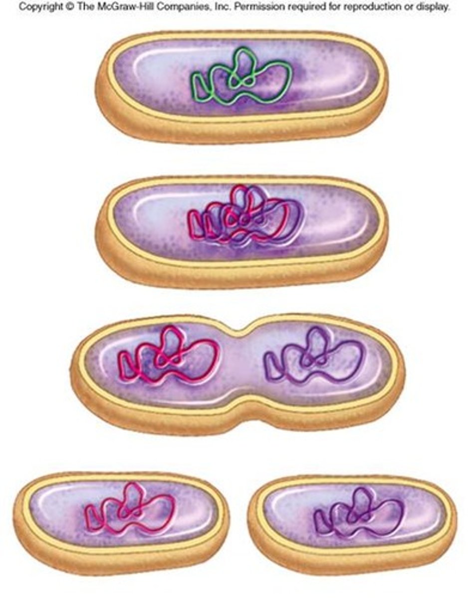 <p>- DNA is replicated semi-conservatively<br>- 2 DNA loops attach to the membrane<br>- membrane elongates &amp; pinches off</p>