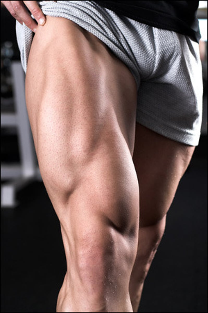 <p>front of the thigh / quadriceps</p>