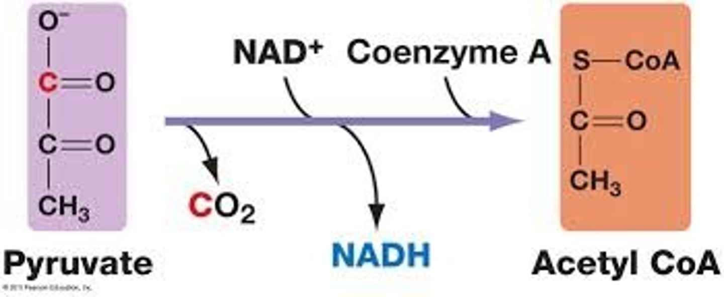 <p>Input: 2 pyruvate</p><p>Output: 2 acetyl (w/ CoA), 2 NADH, 2 CO2</p>