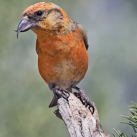 <p>zařaď živočicha do systému</p><p>Třída - řád - čeleď - druh čeština (latina)</p>