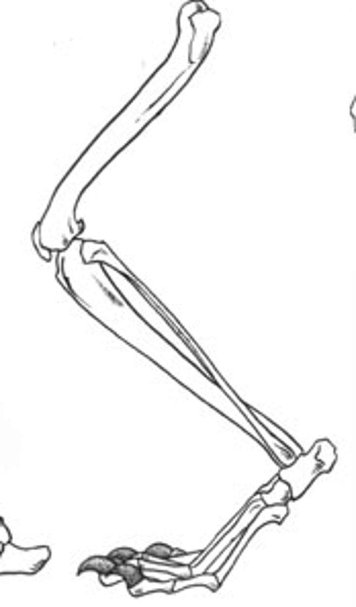 <p>Walking on digits (toes); increases stride length (e.g., cats and dogs).</p>