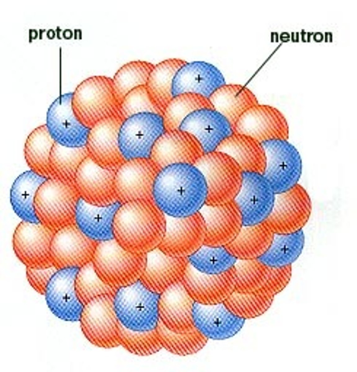 <p>a proton or neutron</p>