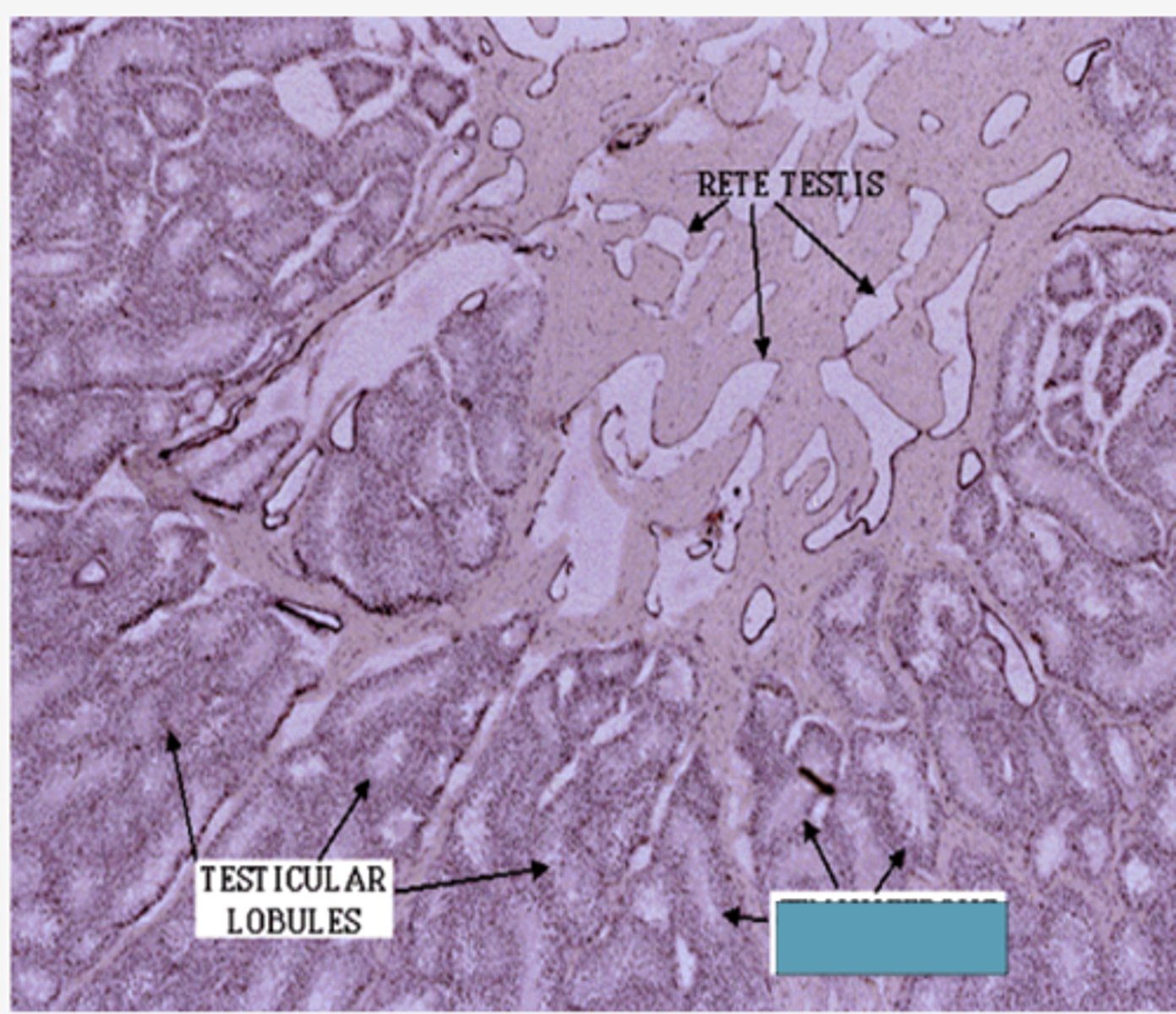 <p>identify the structure</p>