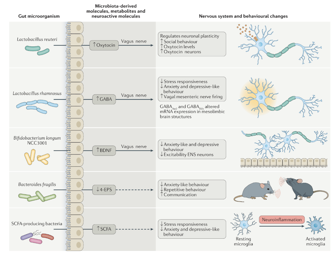 <ul><li><p>CNS Function</p></li></ul><p></p>