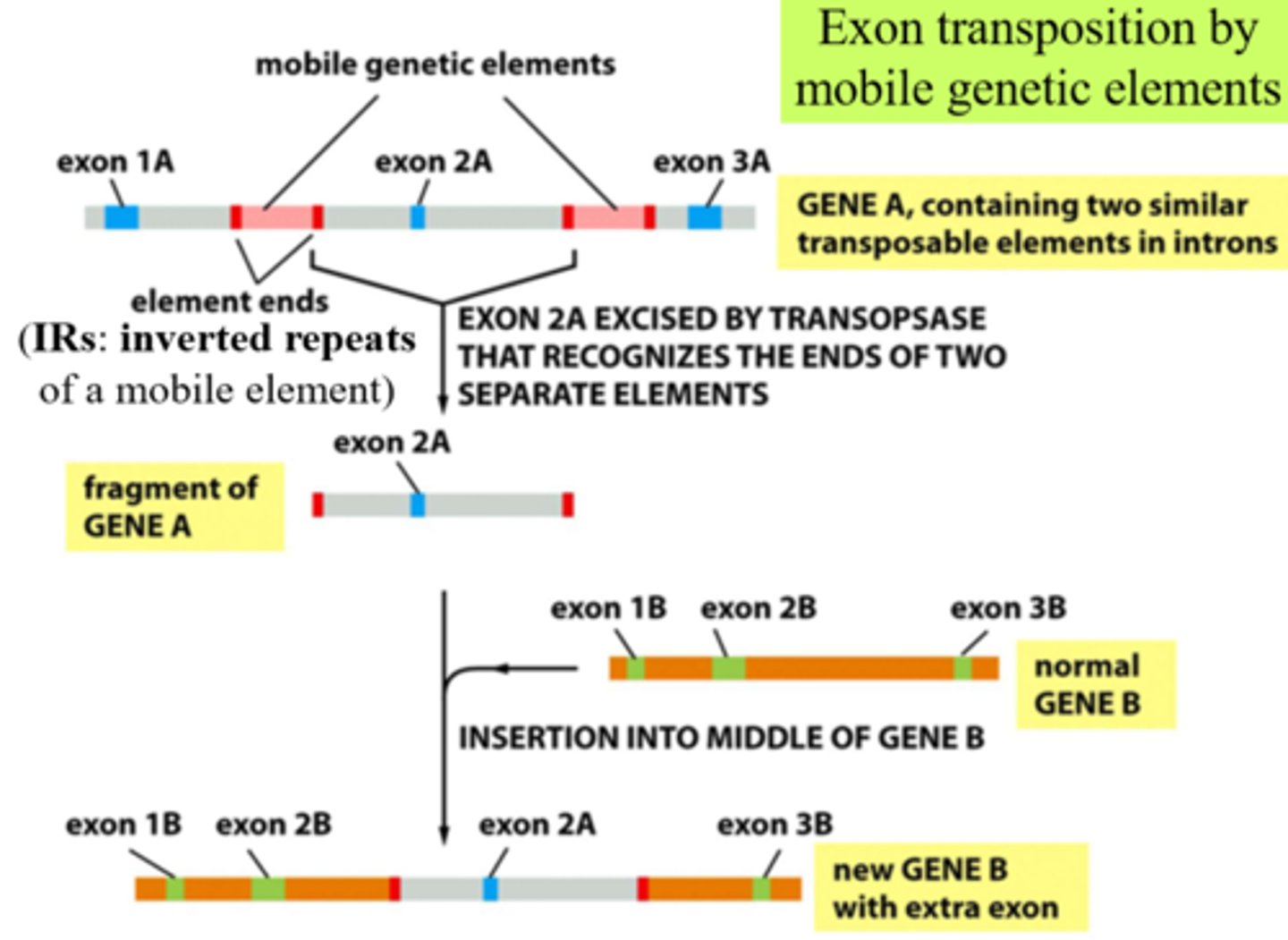 <p>alter tissue specific pattern of gene expression</p>