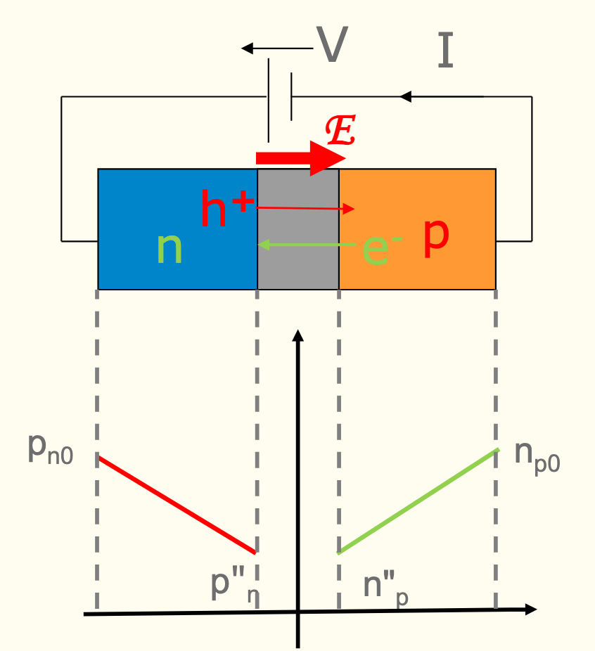 <p>Downward slope for hole minorities, upward slope for electron minorities. This is due to minority carriers drifting across the junction, so at the junction there is few carriers left.</p>