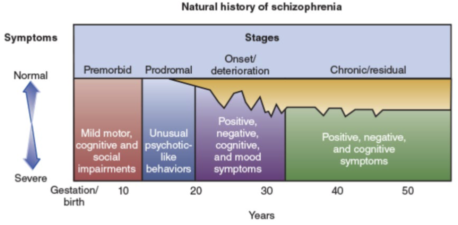 <ol><li><p>st stage (birth-10yo): <strong>premorbid</strong> (mild motor, cognitive, and social impairments)</p></li><li><p>nd stage (10-20yo): <strong>prodromal</strong> (unusual psychotic-like behaviors)</p></li><li><p>rd stage (20-30yo): <strong>onset/deterioration </strong>(positive, negative, cognitive, and mood symptoms)</p></li><li><p>th stage (30+yo): <strong>chronic/residual </strong>(positive, negative, and cognitive symptoms)</p></li></ol><p></p>