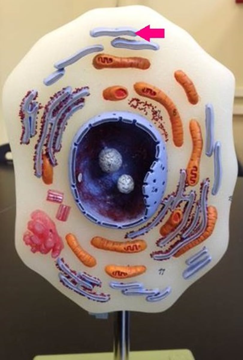 <p>Identify the organelle.</p>