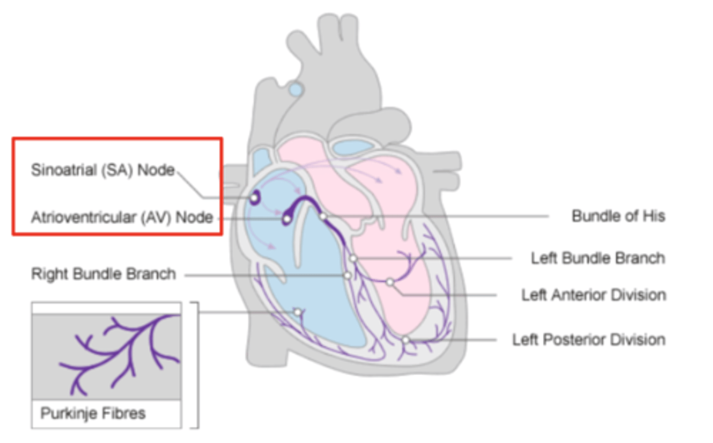 <p>At the level of the atrioventricular septum, </p>