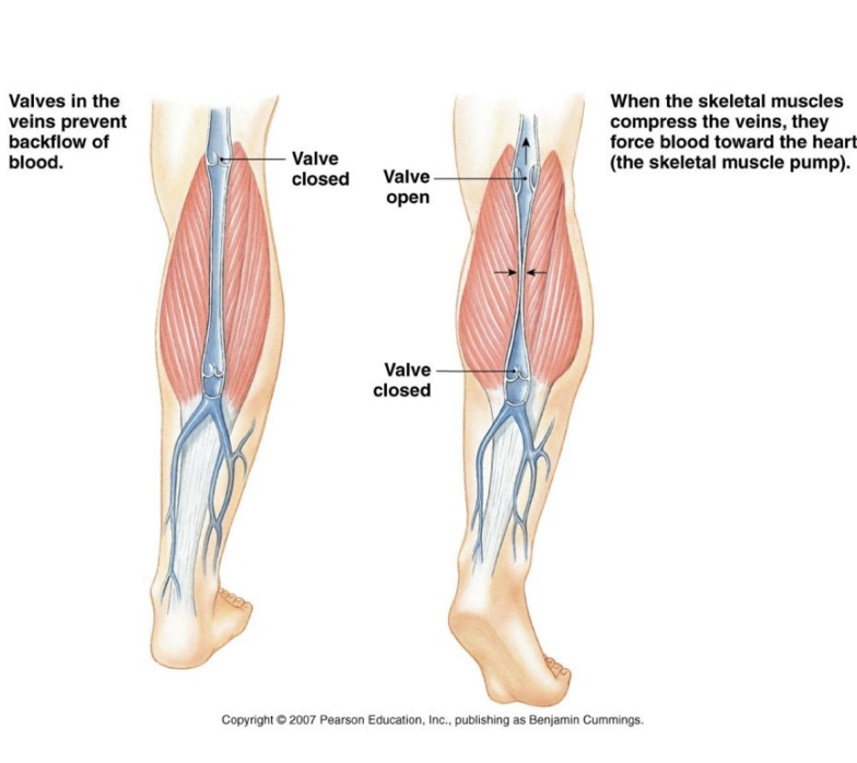 <p><span style="background-color: transparent;"><strong><span>Skeletal muscles contracts and squeezes veins and opens valves, pumping blood toward the heart</span></strong></span></p>