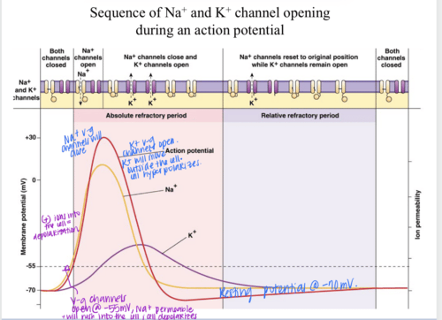 <p>Typical CNS Sequence of Na+ and K+ Channel Opening During AP Pic</p>