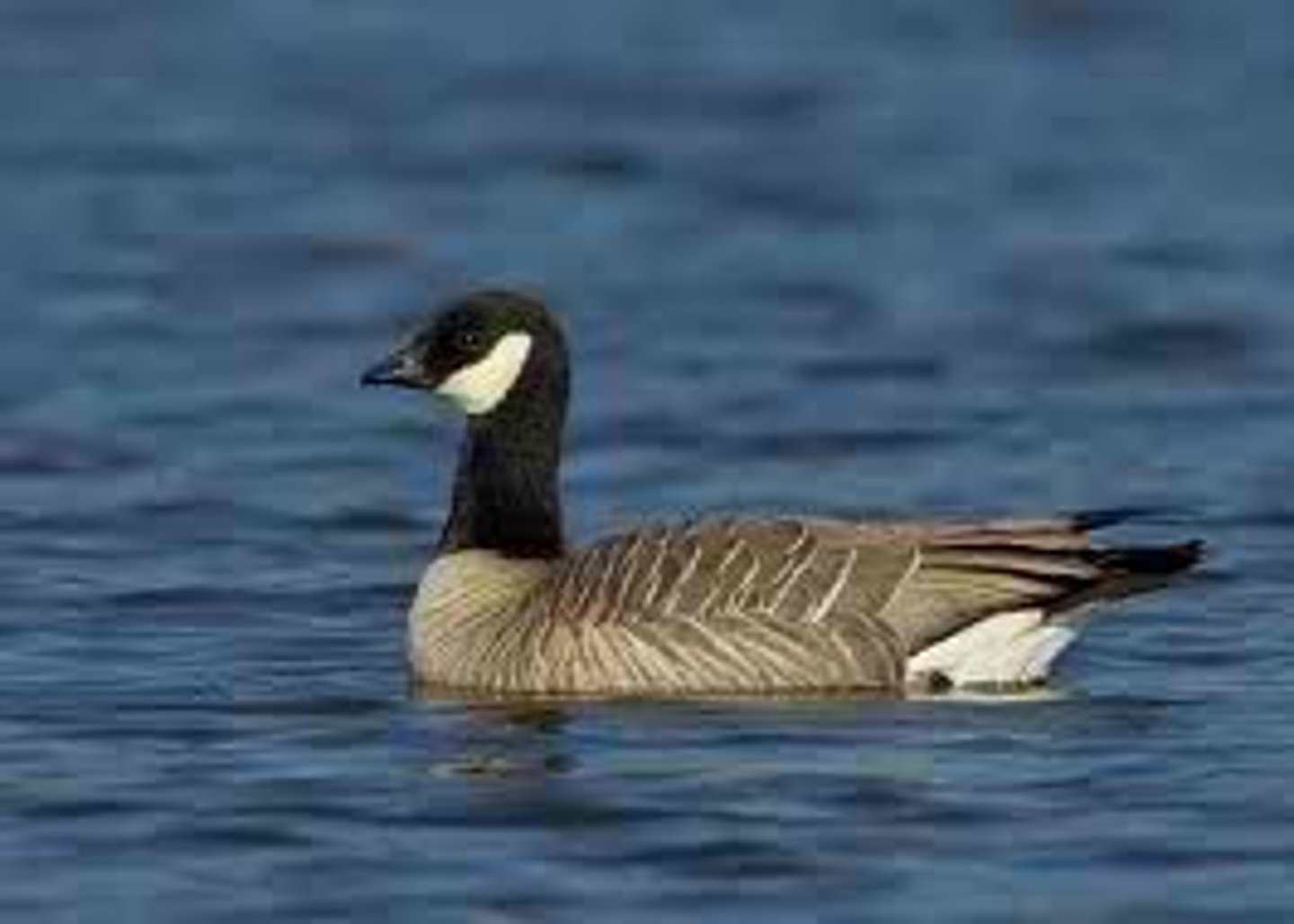 <ul><li><p><span style="background-color: transparent;">shorter neck and smaller bill (½ the size of Canada Geese; looks like a duck neck); Herbivore, upland ground nester</span></p></li></ul><p></p>
