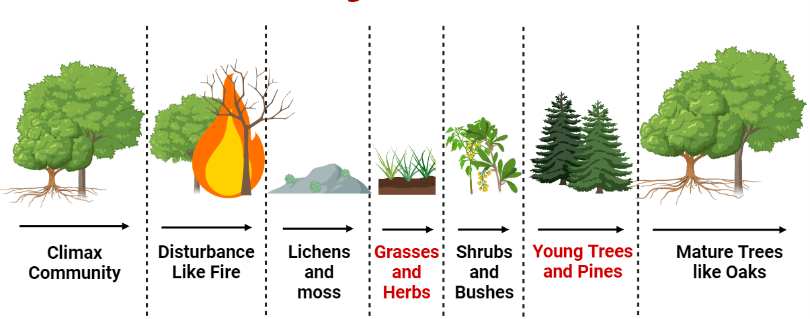 <ul><li><p>Species in an area have been removed, but seed and spores remain.</p><ul><li><p>ex.) forest fire</p></li></ul></li></ul>