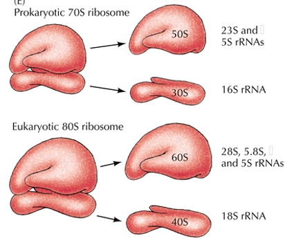 <p><span style="font-family: &quot;Times New Roman&quot;, serif">To catalyze protein synthesis.</span></p><p><span style="font-family: &quot;Times New Roman&quot;, serif">Two subunits composed of <strong>protein and RNA.</strong></span></p><p><span style="font-family: &quot;Times New Roman&quot;, serif">Abundant (1x10<sup>6</sup> in eukaryotic cells)</span></p>