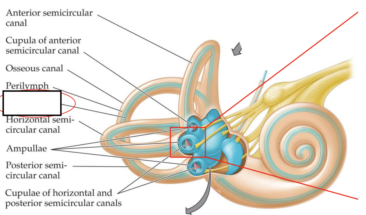 <p>what is this inside the canals that is enriched in K+ ions?</p>