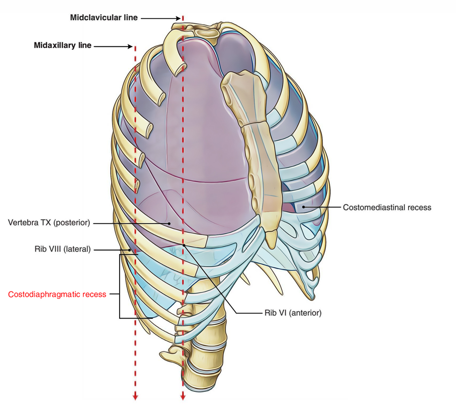 <p>The costodiaphragmatic recess extends between the thoracic wall and the vertical part of the diaphragm.</p><p><strong><mark data-color="red" style="background-color: red; color: inherit">A. Yes</mark></strong></p><p>B. No</p>
