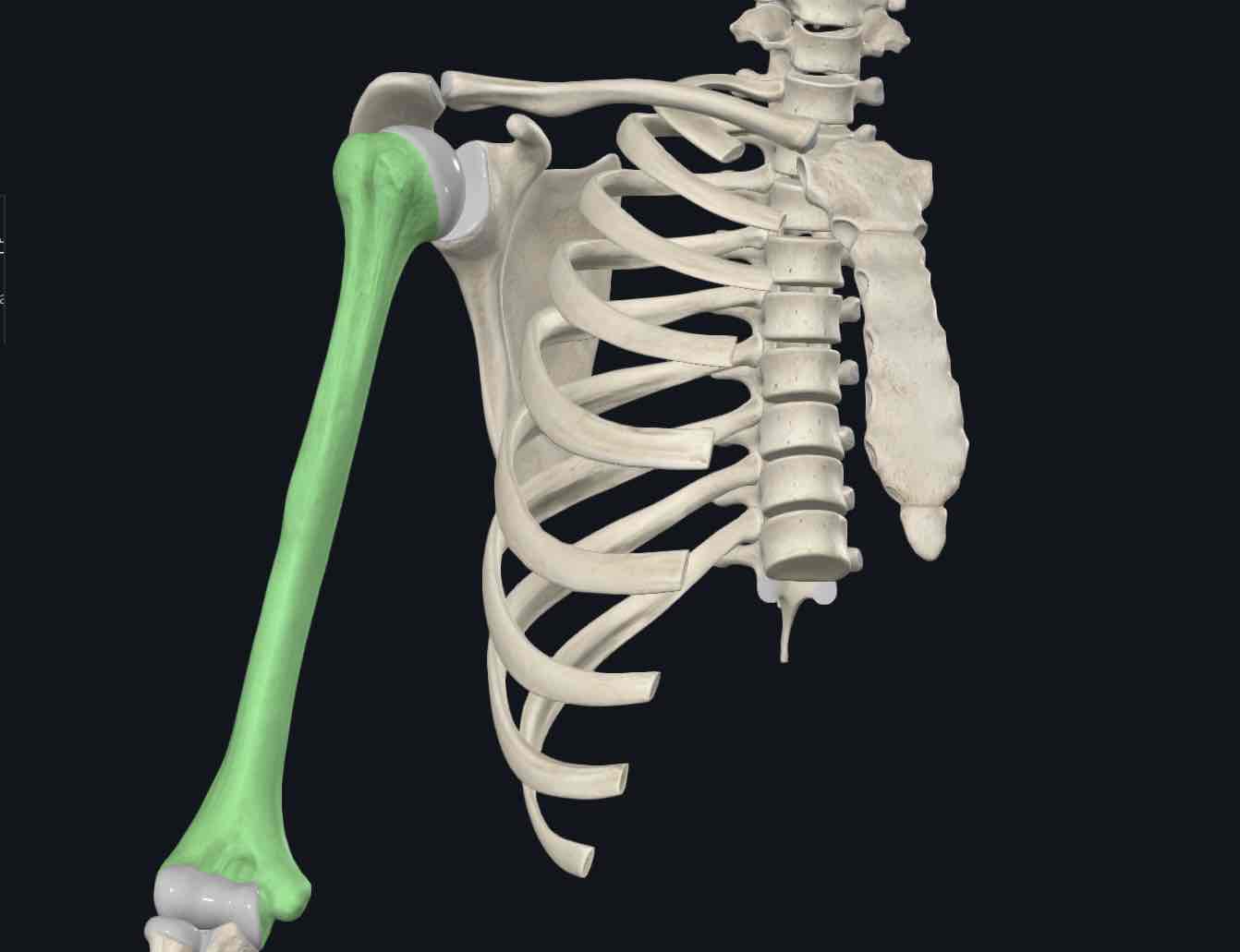 <p>The bone of the upper arm that consists of a proximal end, which includes the head, anatomical neck, tubercles, and surgical neck.</p>