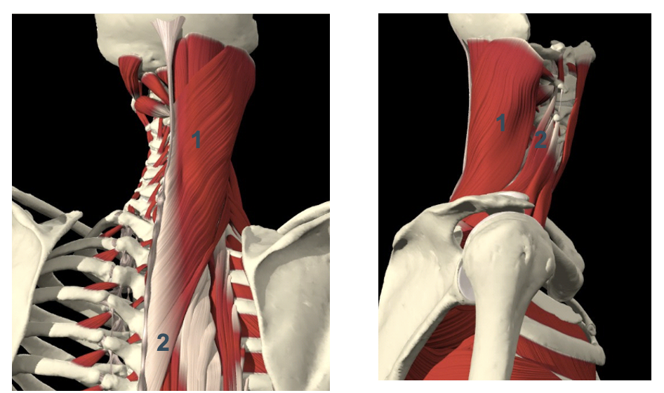 <p>M. splenius capitis</p>