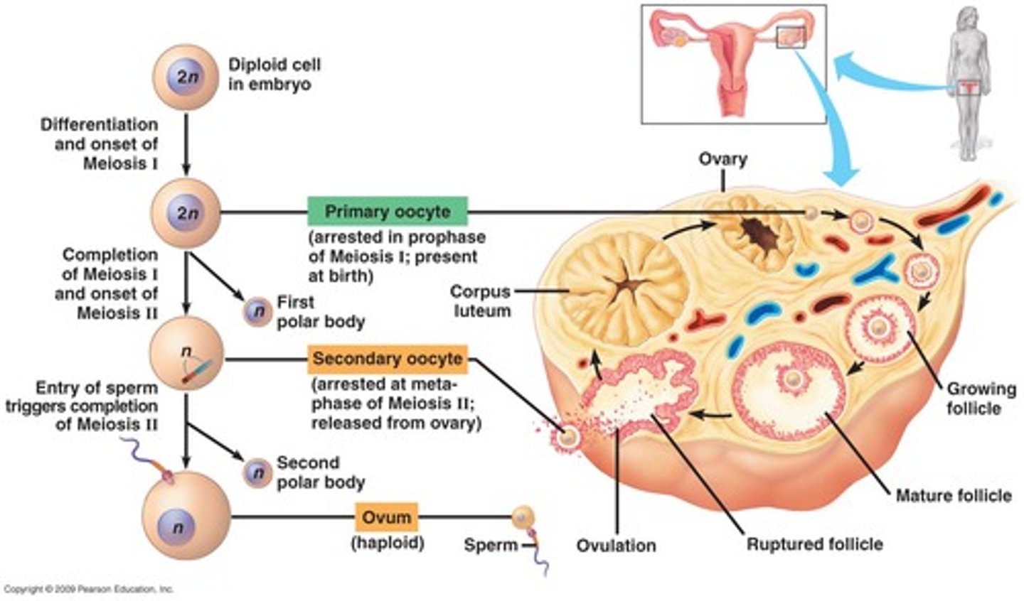 <p>At puberty: primary oocyte completes meiosis 1 just 24 hours before ovulation -&gt; secondary oocyte (arrested in metaphase of meiosis 2)</p><p>Cytokinesis of meiosis 1 gives the 1st polar body</p>