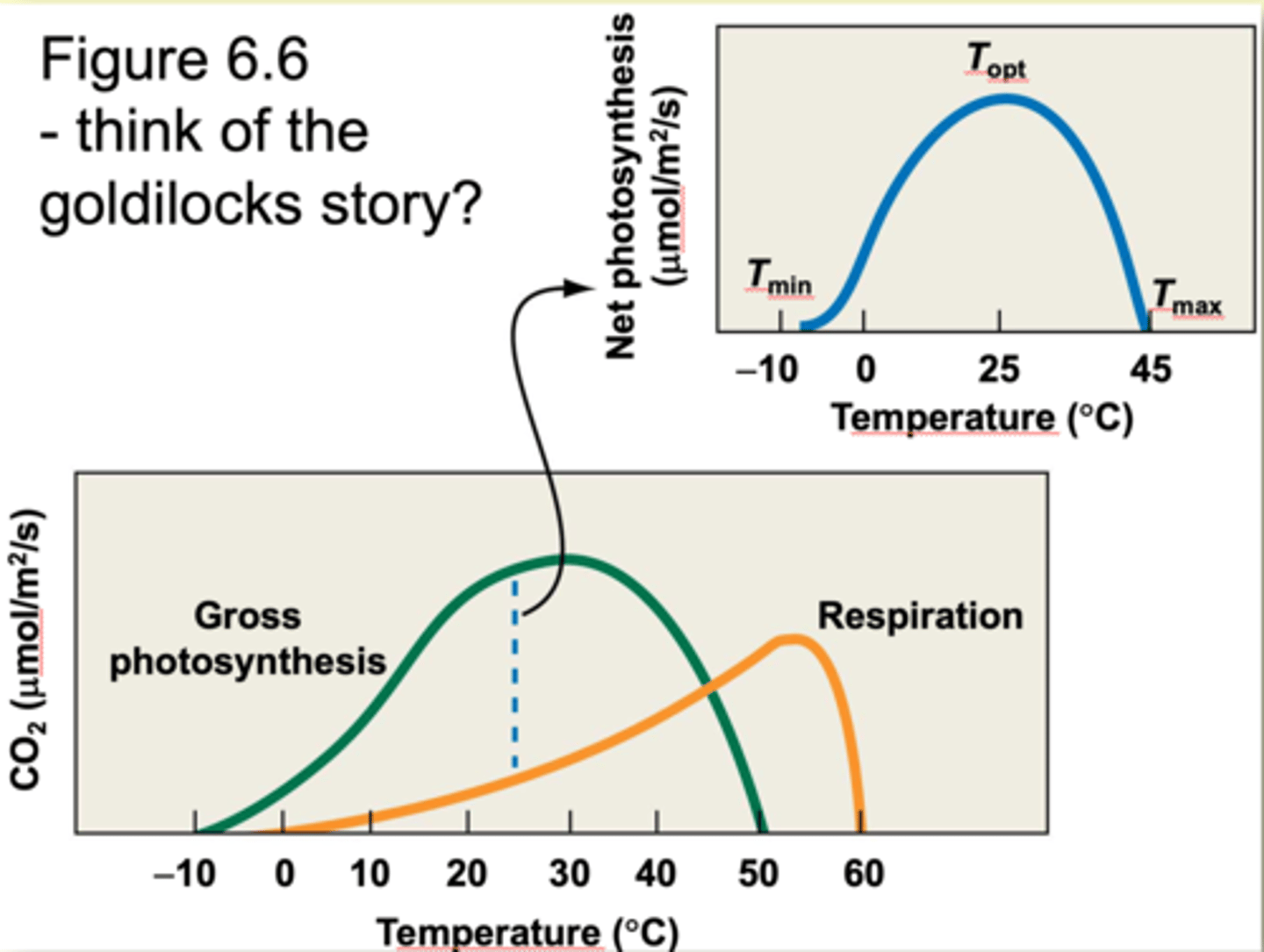 <p>Tmin = minimum temp (net photosynthesis near 0)</p><p>---------------------</p><p>Tmax = maximum temp (net photosynthesis near 0)</p><p>---------------------</p><p>Topt = range of temp over which net carbon uptake is highest</p>