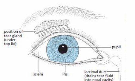 <p>Sclera</p>