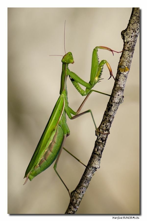 <p>Mantis</p>