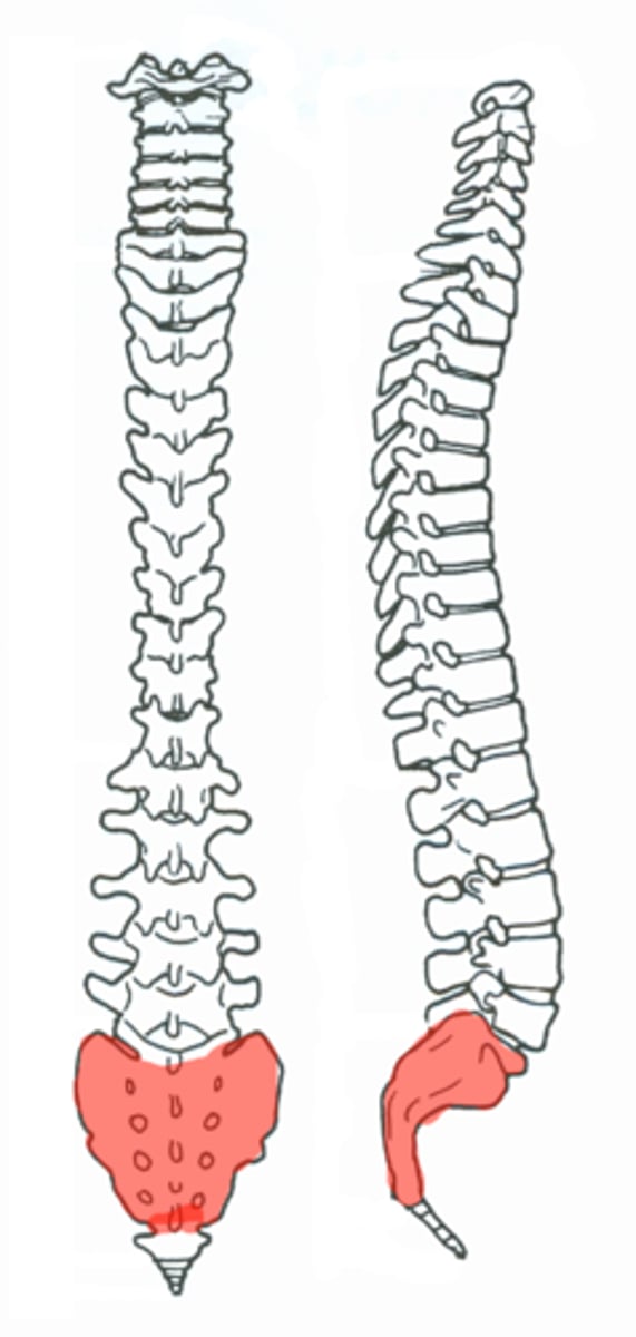 <p>Shapes the posterior wall of pelvis</p><p>Formed from 5 fused vertebrae</p><p>Superior surface articulates with L5</p><p>Inferiorly articulates with coccyx</p>