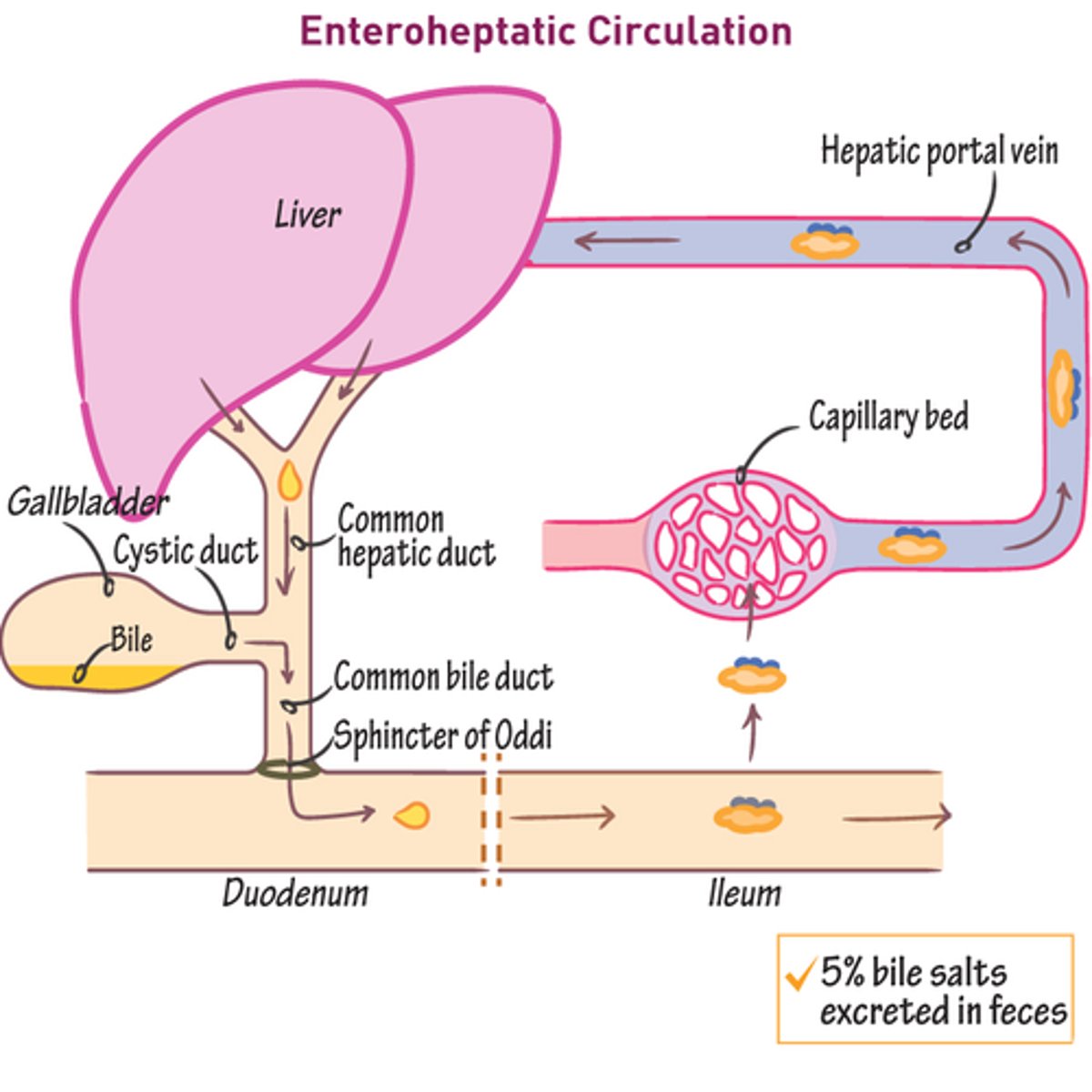 <p>90% of bile acids are recirculated. </p><p>This occurs in the enterohepatic circulation, where bile acids are reabsorbed from the intestines and returned to the liver.</p>